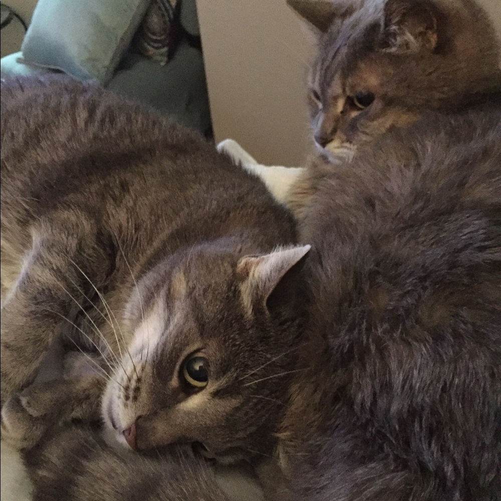 Meet your Posher, Angelica